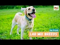 Lab Mix Breeds 10 Lovable Labrador Mix Dogs For Every Family