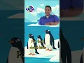 Lagu Pinguïns lopen met trots! #pinguïn Leer meer over pinguïns!! #dans #actielied #vogels #korte broe...