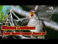 Download Lagu Masteran Burung Sikatan Londo Gacor Membuat Lawan Em*si