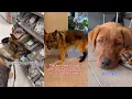 Lagu Daily Life With My German Shepherd Dog