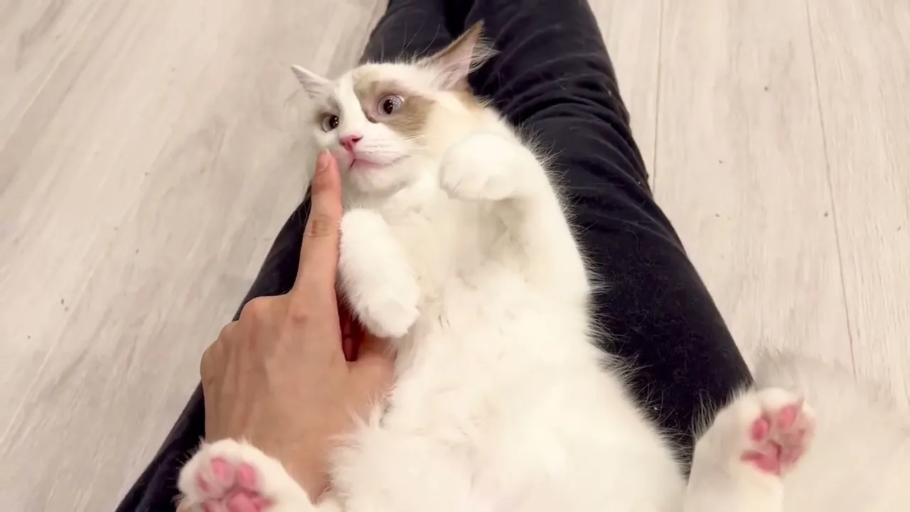 動画