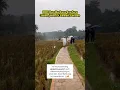 KDM Dan Bu Rara Syefura Jalan-jalan Di Sawah Lembur Pakuan. #kangdedimulyadi