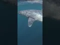 Download Lagu Jaws theme music scares people but this mako was only curious