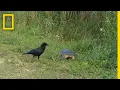 Download Mother Turtle Makes a Tough Decision | National Geographic mp4 3gp mp3 videos - waplic
