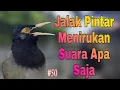 Download Lagu Jalak Hybrid Istimewa Full Isian Mewah - Jalak Nias X Jalak Suren Gacor Ngeroll #50