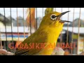 Download Lagu SUARA PLECI YANG BAGUS 👍👍 // #short #kicaumania #burung #keren