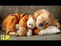 24 HOURS of Dog Calming Music 🐶🎵 Deep Sleep 💖 Anti Separation Anxiety Relief | No Ads
