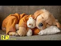 24 HOURS of Dog Calming Music Deep Sleep Anti Separation Anxiety Relief No Ads