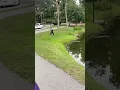 Alligator chases fisherman at Hilton Head Island South Carolina