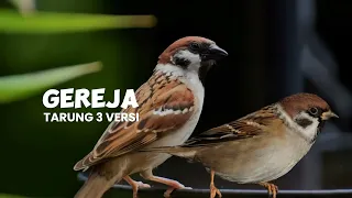 masteran gereja tarung 3 versi jernih panjang