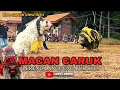 Lagu TARI MACAN CARUK Jaranan Lereng Langgeng Budoyo Live Cawan View