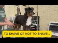 I Shave Double Coated Dogs Here s why