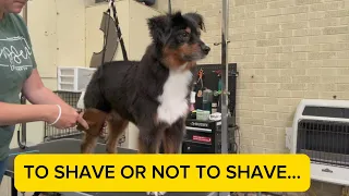 I Shave Double Coated Dogs Here s why
