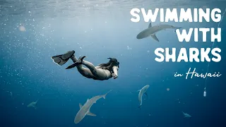 swimming with sharks in hawaii no cage 
