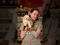 Tiny Paws Big Love The Ultimate Non-Shedding Sidekick