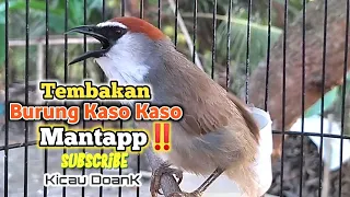 Download Pancingan Ampuh Kaso Kaso Gacor Nembak ( Burung Kidangan Gacor ) MP3