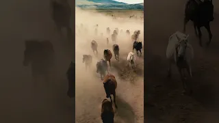 مجموعة خيول ابو ايلول الكويكبي 