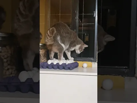Pov: cuando tu gato se cree gallina jajaja 🤣 #humor #comedia #memes #viralshorts #shortvideo