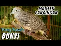 Download Lagu Perkutut Lokal SEPUH suara BESAR SELOW