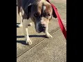 Meet Mavis from the Glynn County Animal Services in Brunswick Georgia