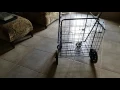 WalMart Folding Grocery cart 150lb weight limit