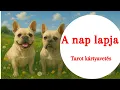 Download Lagu Egykártyás napi tarot üzenet