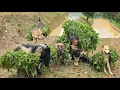 Download Lagu Full video of rice planting season in rural Vietnam and farm animals helping Vietnamese girl