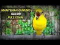 Download Lagu Mantenan gunung gacor full isian masteran burung lomba