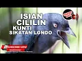Download Lagu 🔴 Suara Srigunting Abu Gacor Isian Cililin Sikatan Londo Kunti❗️