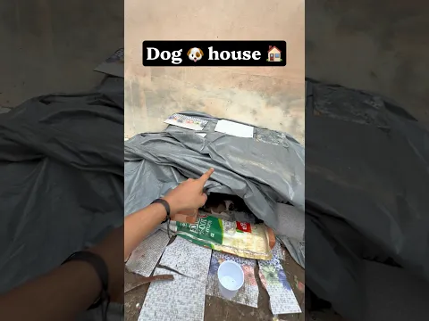Dog house 🏡 mein puppies 🐶 ho gaye 😍 #doghouse #puppies #petsvlog