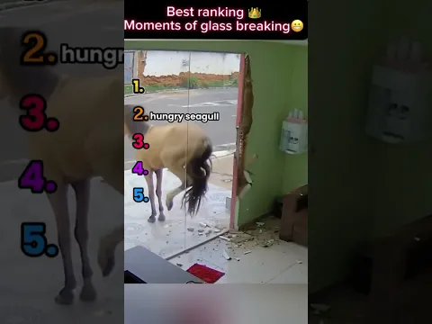 What do you think the ranking should be? Write your opinions in the comments. #animal #animals