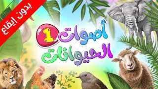 أصوات الحيوانات بدون إيقاع 1 طيور بيبي Toyor Baby 