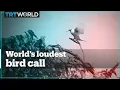 Download Lagu Dengarkan suara burung paling keras yang pernah direkam