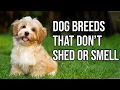 Top 10 Dog Breeds That Don t shed or smell Small Dog Breeds That Don t Shed