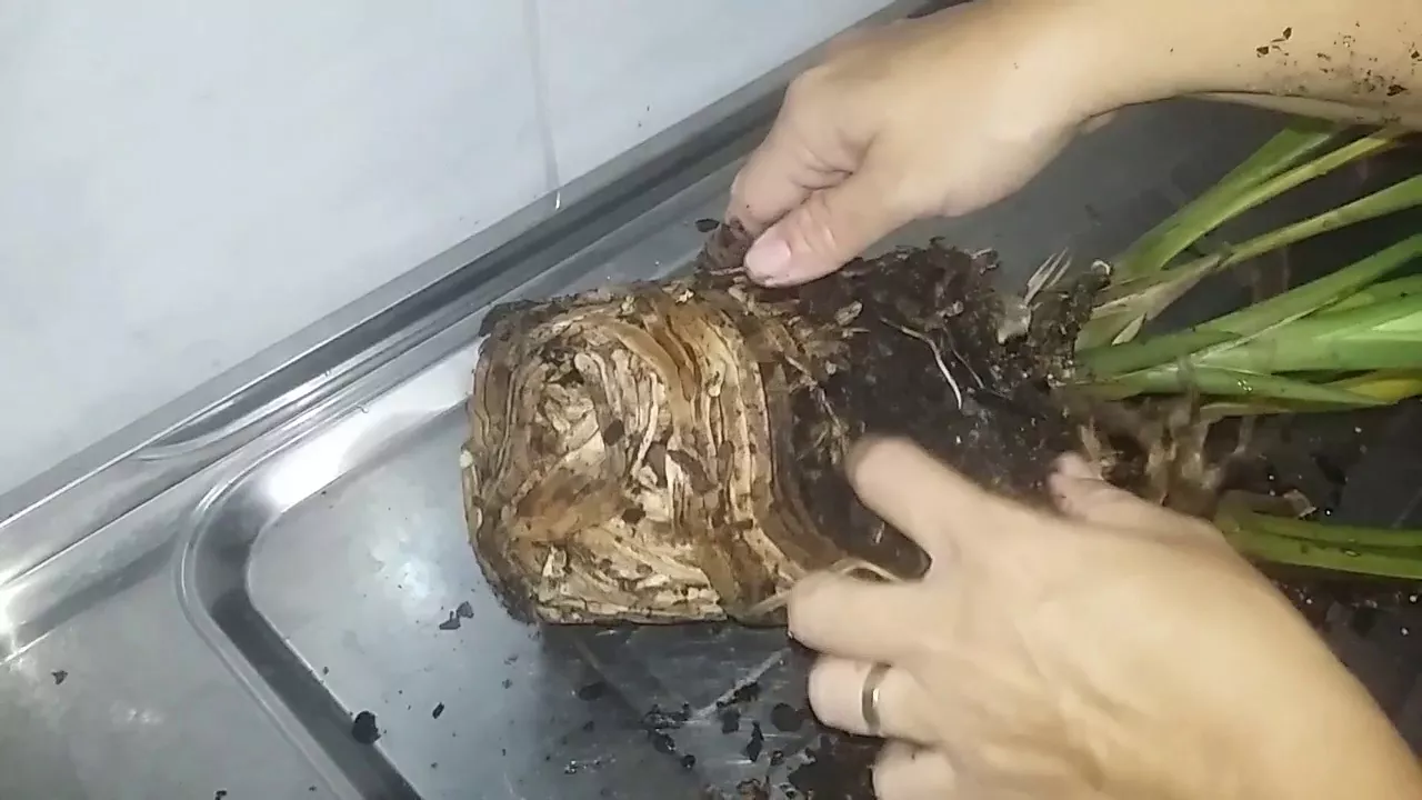 HORA DE REPLANTAR ORQUÍDEA CYMBIDIUM E O SUBSTRATO CERTO PARA ELA. (PART 01)