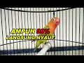 Download Lagu PANCINGAN masteran LB PAUD BALIBU umur 3 bulan
