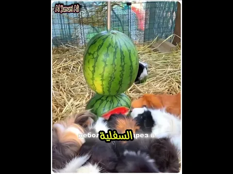 فكره ذكيه لإطعام 80 سنجاباً بدون تعب 🤫