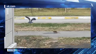 В Омске сразу в нескольких районах зафиксировали нашествие крыс