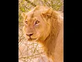 Download Lagu Lion. https://youtu.be/bNF0AAt3ycs