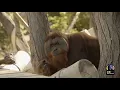 Download Lagu How Denver Zoo’s Orangutans Reacted to LIVE Music From the Colorado Symphony