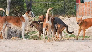 street dogs asian mating in field pets season breeding