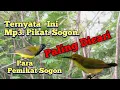 Download Lagu Suara Pikat Sogon Paling Dicari Para Pemikat Sogon