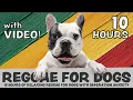 Download Lagu SCIENTIFICALLY PROVEN: 10 Hours of calming Reggae music for dogs with separation anxiety, with video
