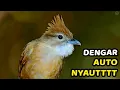 Download Lagu MASTERAN BURUNG KICAU KAPAS TEMBAK GACOR DOR FULL TEMBAKAN