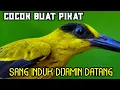 Download Lagu Suara Anakan Kepodang Buat Memanggil Induknya