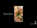 24 Callie available for adoption rescuevet Memphis
