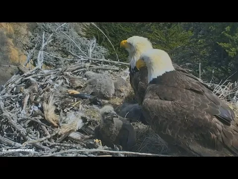 Download MP3 Earthquake California 5.3 Caught Live On Bald Eagle Nest Cam Sauces Canyon Channel Islands! 4.5.18