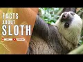 Facts About Sloth Sloth Facts Amzing facts about sloths