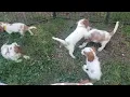 https marketplace akc royaldesertcavaliers 1