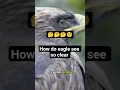 Download Lagu Ever wondered how eagles can spot their prey from miles away? 🦅
